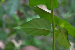 Bidaria elegans